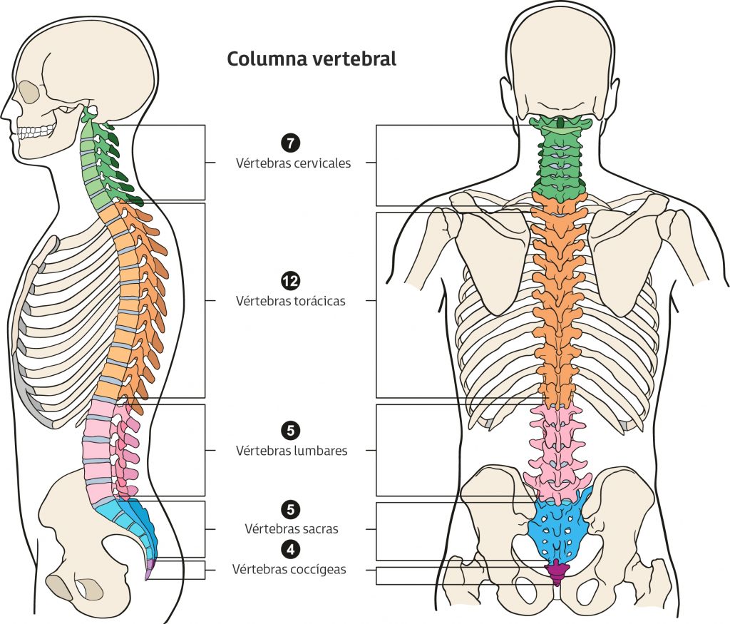 Anatomía de la columna (II). Relación entre las vértebras y los